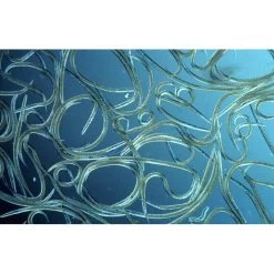 Aquanemix 1.25 V - Doseersproeier Voor Aaltjes -Tuin Verzorging auquanemix 125 v doseersproeier 1497858309 1 600