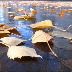 Fijnmazig Vijvernet 6 × 5 Meter -Tuin Verzorging fijnmazig vijvernet 6 x 5 meter 1541778382 1 600