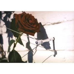 Geleidingssysteem Voor Klimplanten Palissa -Tuin Verzorging geleidingssysteem voor klimplanten 1601382137 3 600