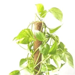 Kokos Kamerplantensteun - Plantstok Ø 45 Mm × 1,5 M -Tuin Verzorging kokos plantstok 45 mm x 15 m 1622714996 4 600