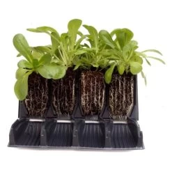 Kweektray Rapid Roots - 32 Cellen -Tuin Verzorging kweektray rapid roots 32 cellen 1521399839 1 600