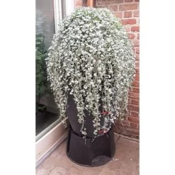 Regenton Antraciet - 360 Liter -Tuin Verzorging regenton antraciet 360 liter 1566069314 1 600