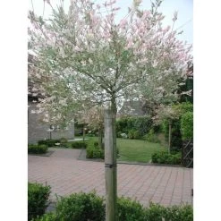 Tree-fix Boombinder 23 Cm - Set Van 20 Stuks -Tuin Verzorging treefix boombinder 23 cm 1547127699 1 600