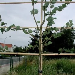 Vigne-fix 7 Cm Plantenbinder - 500 G 5 Vigne-fix 7 Cm Plantenbinder - 500 G -Tuin Verzorging vignefix 7 cm plantenbinder 1547134454 1 600