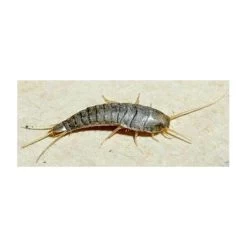 Zilvervisjes- En Papiervisjesvallen + Lokstof - Set Van 5 Stuks