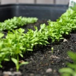 Zaaibak Zwart 57 × 42 × 8 Cm -Tuin Verzorging zwarte zaaibak 55 x 40 x 8 cm 1484055699 5 600